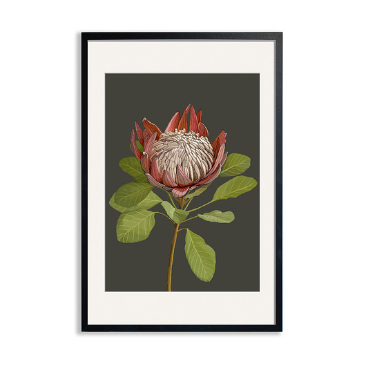 plakaty PLAKAT (poster) KWIAT PROTEA
