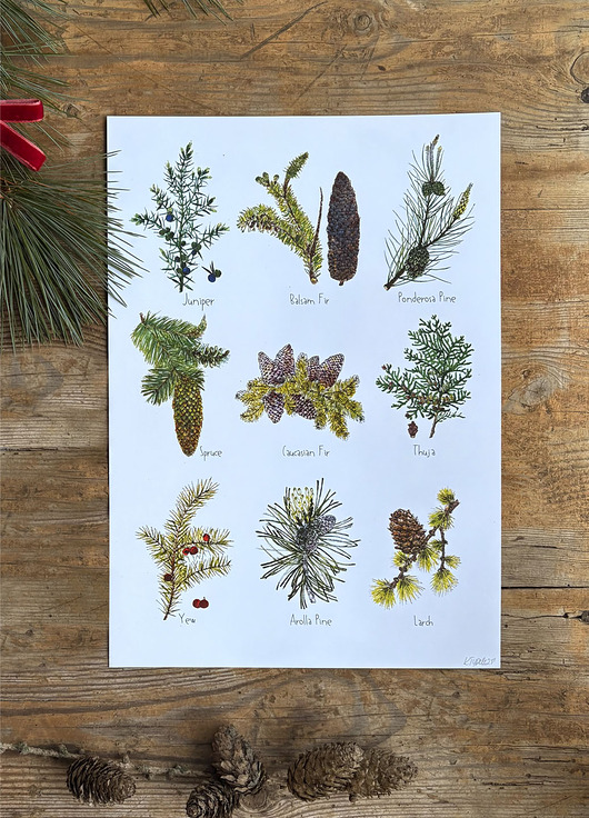 grafiki i ilustracje Iglaki - grafika na ścianę- ilustracja- las