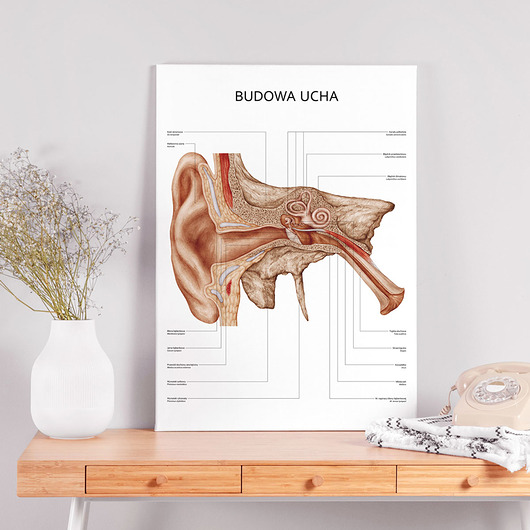 plakaty Plakat Budowa Ucha