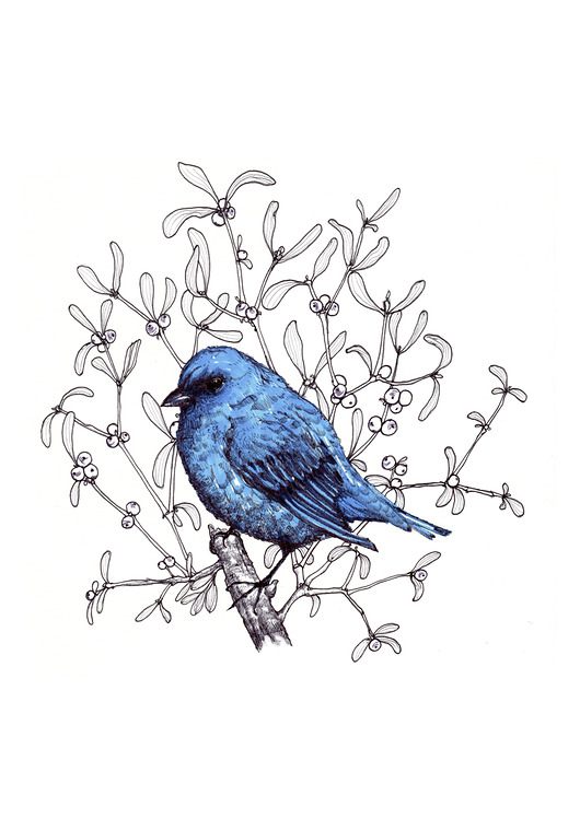 Łuszczyk Indygowy - grafika- ilustracja BOSKE