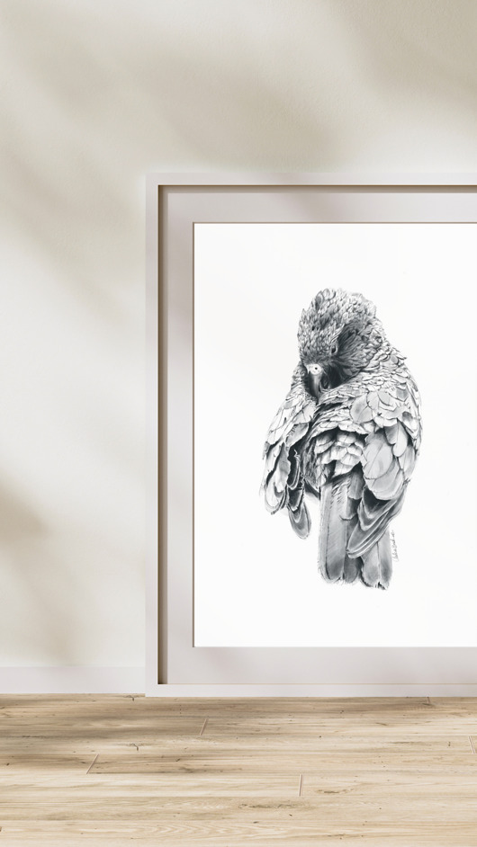 grafiki i ilustracje Papuga drapieżna, Nestor Kea - autorska grafika A3, wydruk pigmentowy