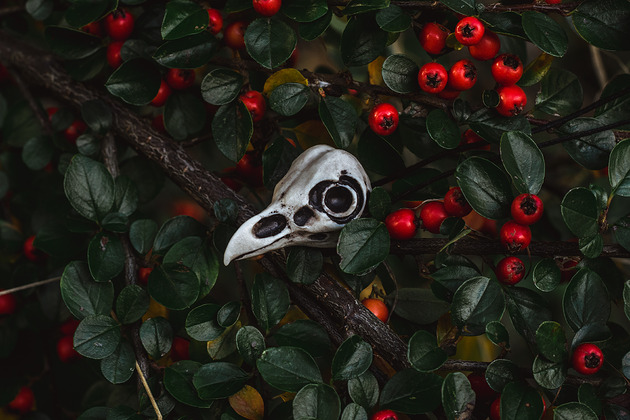 wisiory Wisior Czaszka Ptaka - Tyto Alba