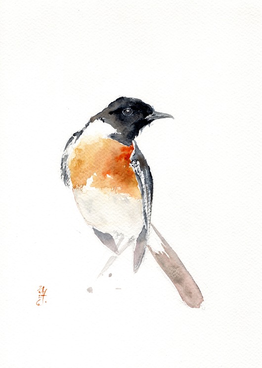 obrazy Oryginalna akwarela. Kląskawka