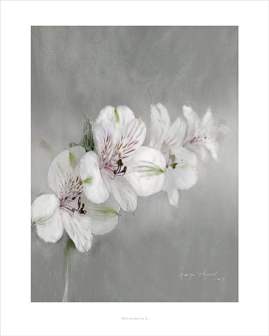 Alstroemeria L. print  40x50 cm Margo Hupert