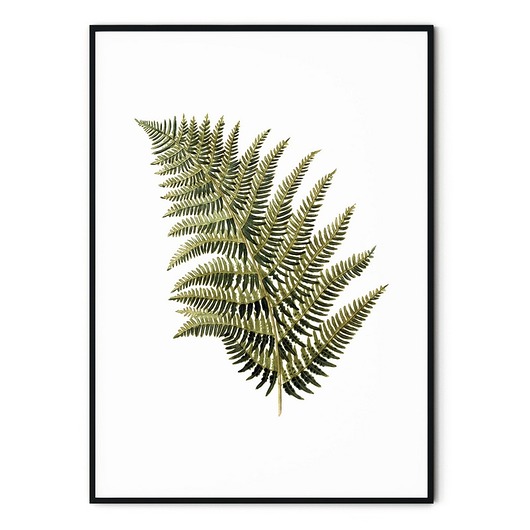 Plakat botaniczny vintage Paproć myscandi