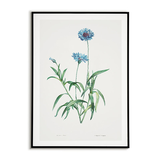plakaty Plakat botaniczny GRAFIKA niebieski Chaber