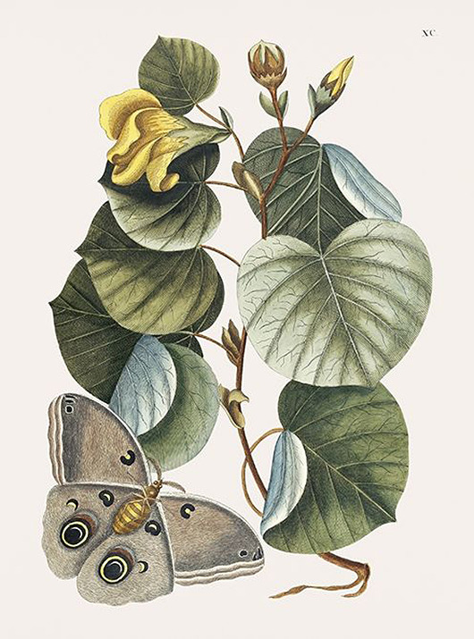 plakaty Motyl-wsrod-roslin-ilustracja-vintage