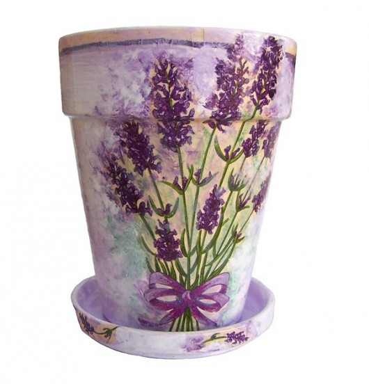 Doniczka Lavandula ajlla