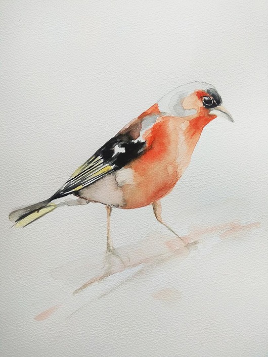Akwarela zięba Wiktoria Borys Art