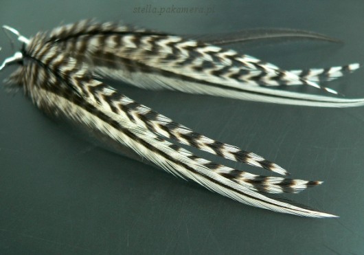 zebra Stella
