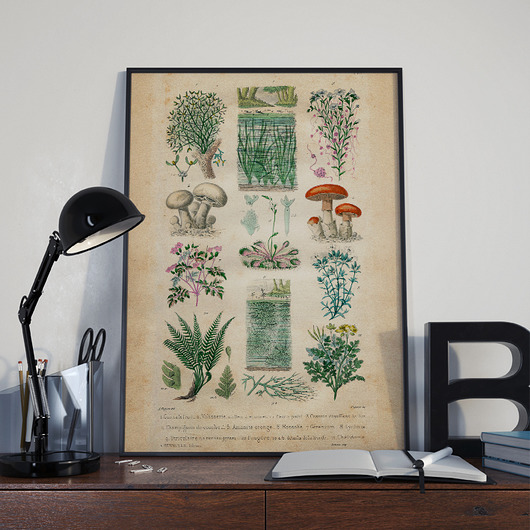 Plakat Botaniczny  Dekoracje PATKA Patrycja Kita