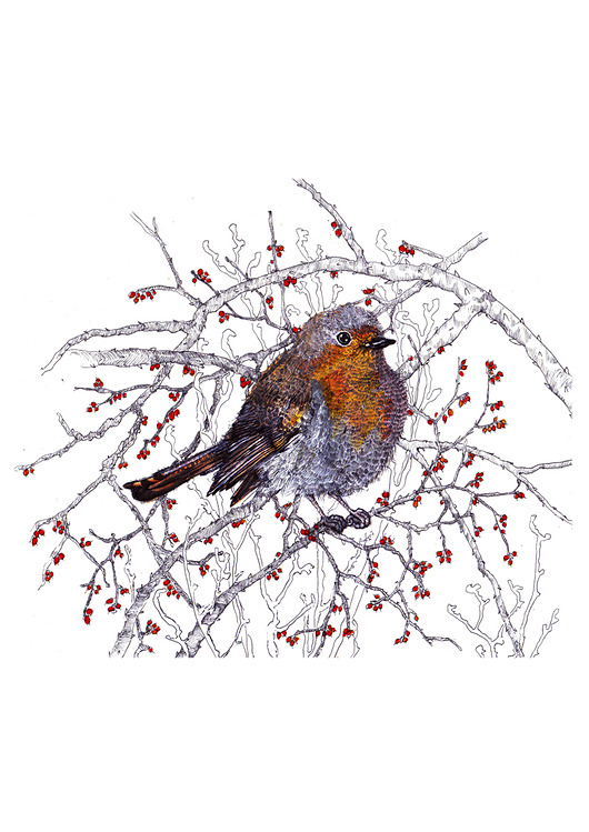 grafiki i ilustracje Rudzik- grafika- ilustracja