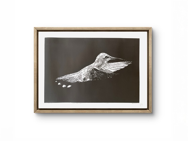 grafiki i ilustracje Linoryt "Koliber" - odbitka 40/60 cm, papier 50/70 cm