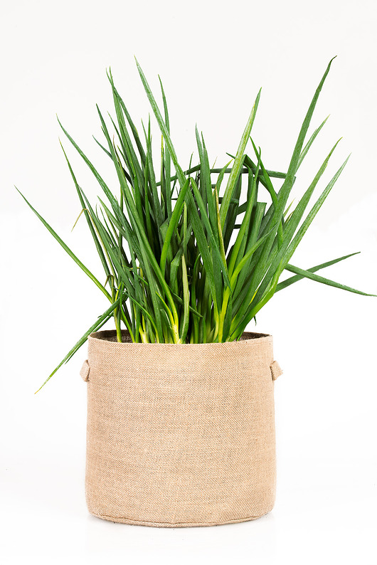 kwietniki Donica jutowa