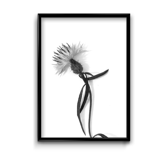Plakat Oset  Bury Lis