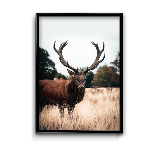 Plakat Jeleń na polu  Bury Lis