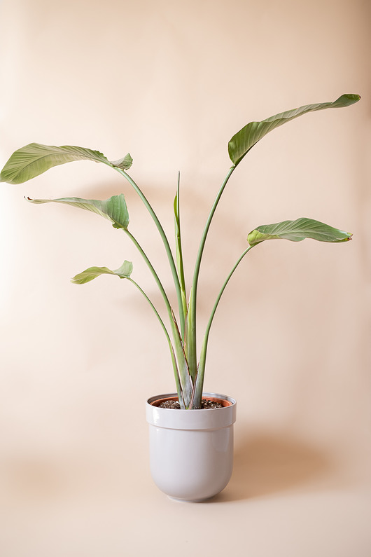 doniczki Donica TUBBA large 28cm (jasnoszara)