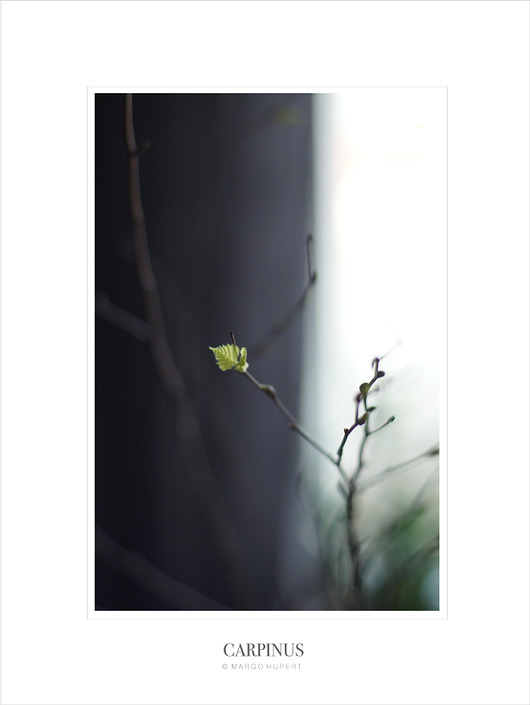 CARPINUS| 30x40 cm Margo Hupert