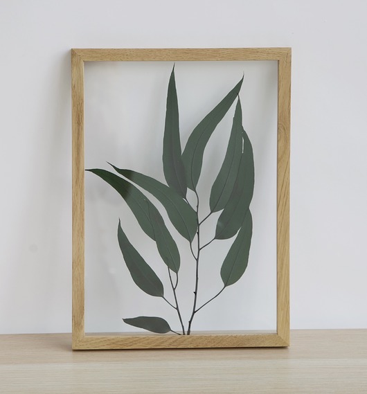 Eucalyptus Willow L w dębowej ramce Plantsonwall