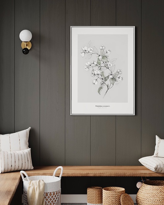 grafiki i ilustracje Jaśmin  print 50x70 cm