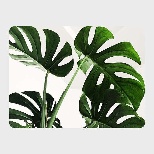 podkładki do kuchni Podkładki na stół Monstera 4szt. 40x30cm