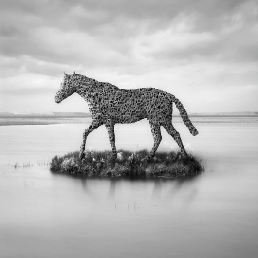 Horse Island KLIMAT