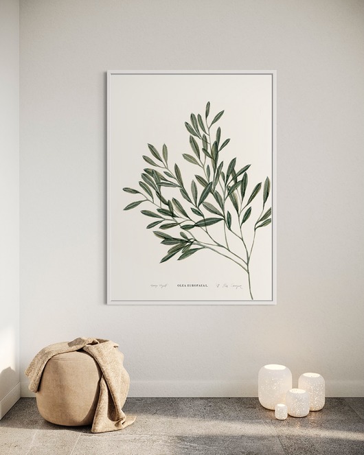 grafiki i ilustracje Olea Europea