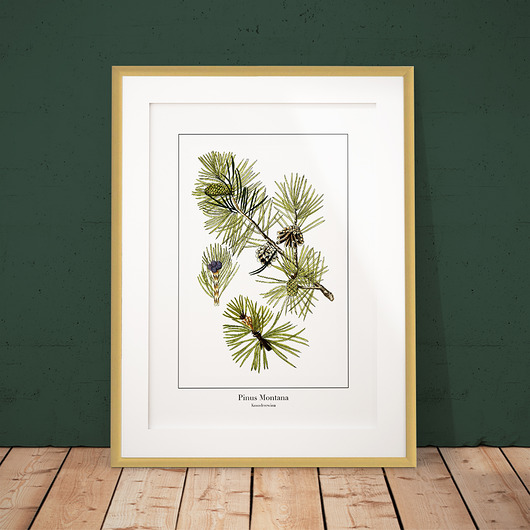 Plakat botaniczny Kosodrzewina trochę na ścianę