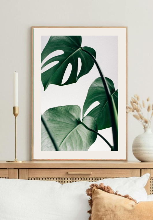 fotografia PLAKAT MONSTERA LIŚCIE BOTANICZNY z monsterą