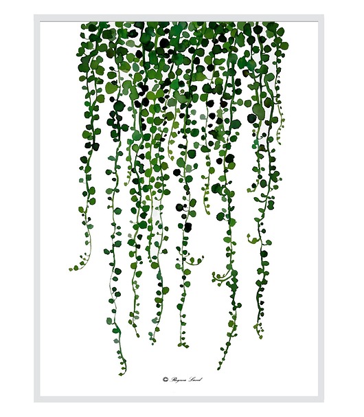 Plakat Starzec rowleya / A3 Regina Land Atelier