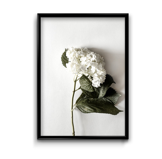 plakaty Plakat Floral No.6 