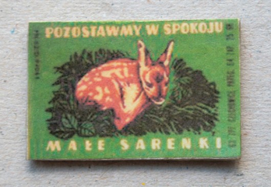 mała sarenka k u r k a