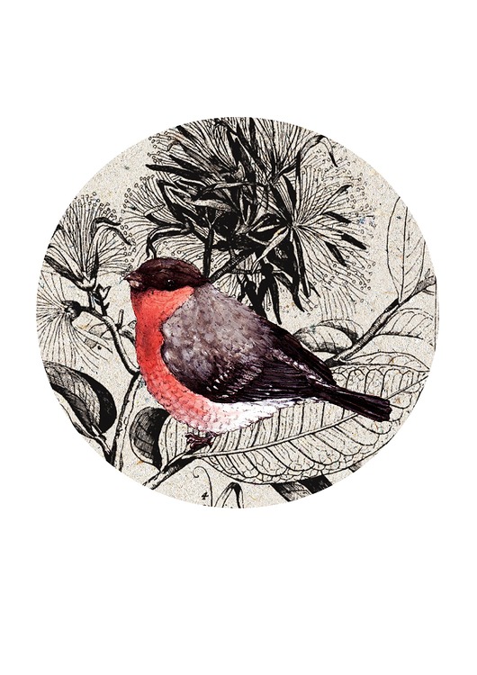 grafiki i ilustracje Gil- ilustracja- grafika- ptaki