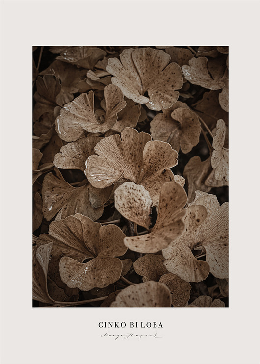 Plakat Ginko Biloba 50x70 cm Margo Hupert