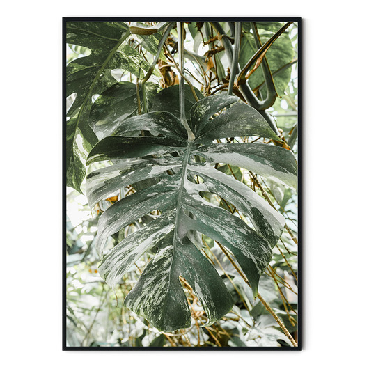 Plakat botaniczny Monstera Variegata myscandi