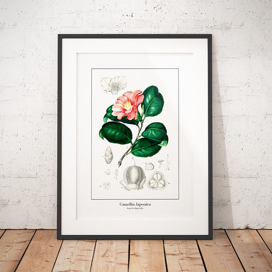 Plakat botaniczny Kamelia Japońska trochę na ścianę