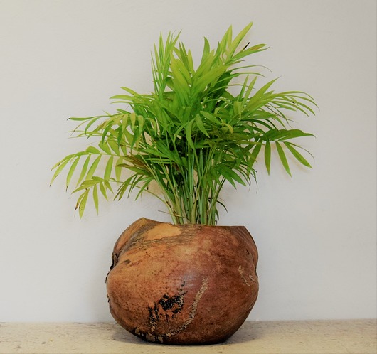 doniczki Doniczka osłonka łupina kokosa 22cm botaniczna