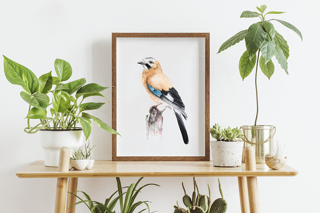 Sójka - Glicee print,ptaki Karolina Kijak