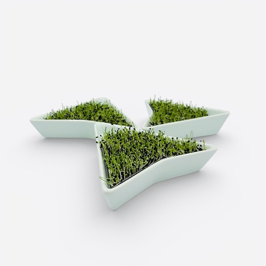 kuchnia - różne Zestaw 3 miętowych kiełkowników + BIOZIARNA