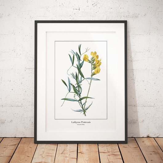 plakaty Plakat botaniczny Groszek Żółty