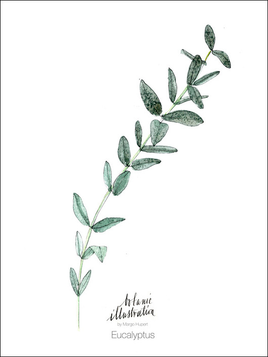 Eucalyptus, print  30x40 cm Margo Hupert