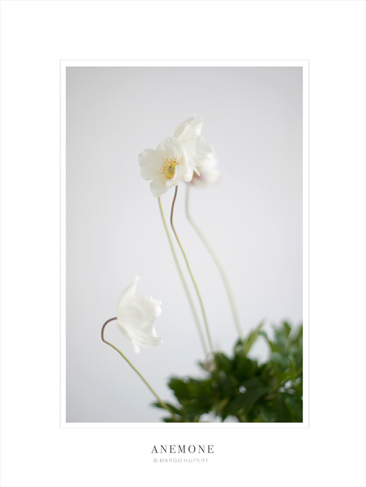 ANEMONE| 30x40 cm Margo Hupert