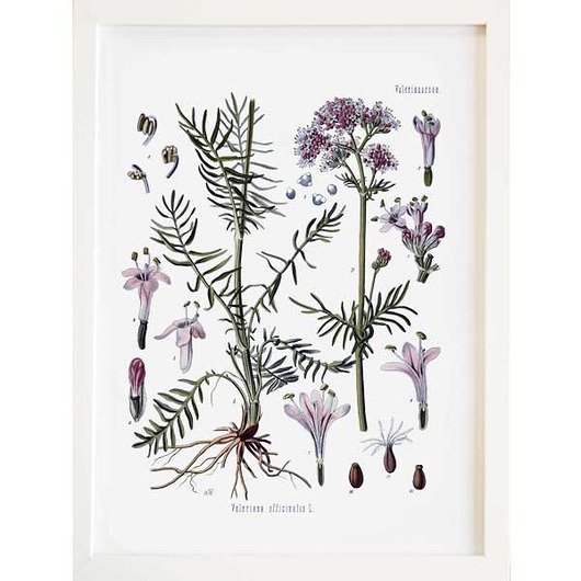 WALERIANA Obraz w ramce A3,ilustracja botaniczna botanika