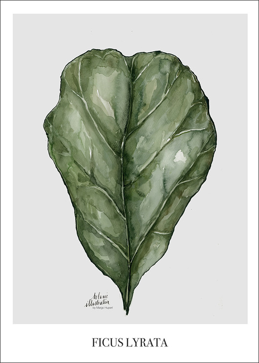 Plakat Wydruk Ficus Lyrata 50x70 cm Margo Hupert