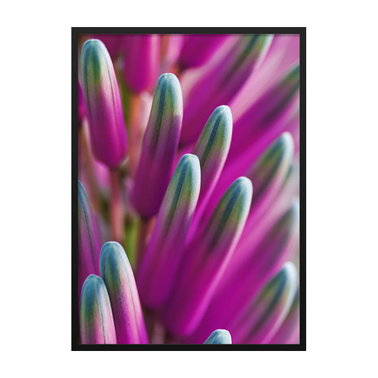 Pink Flower Bud, Poster - Różne rozmiary mermer