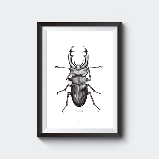 Plakat Jelonek rogacz Borówka Studio