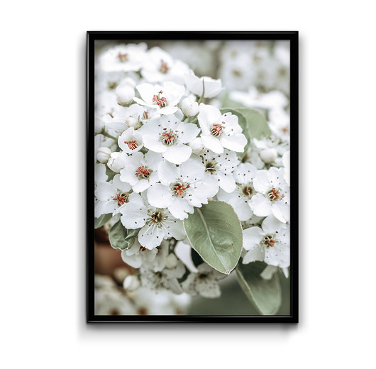 plakaty Plakat Blossom