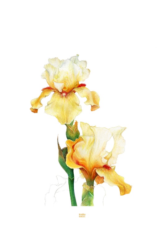 plakaty Plakat Iris