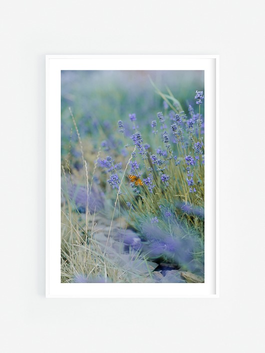 fotografia Motyl II