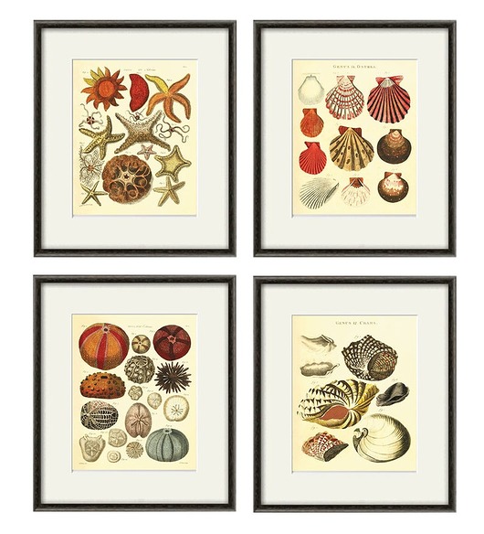 grafiki i ilustracje Zestaw 4 grafik  muszle  reprodukcja morskie